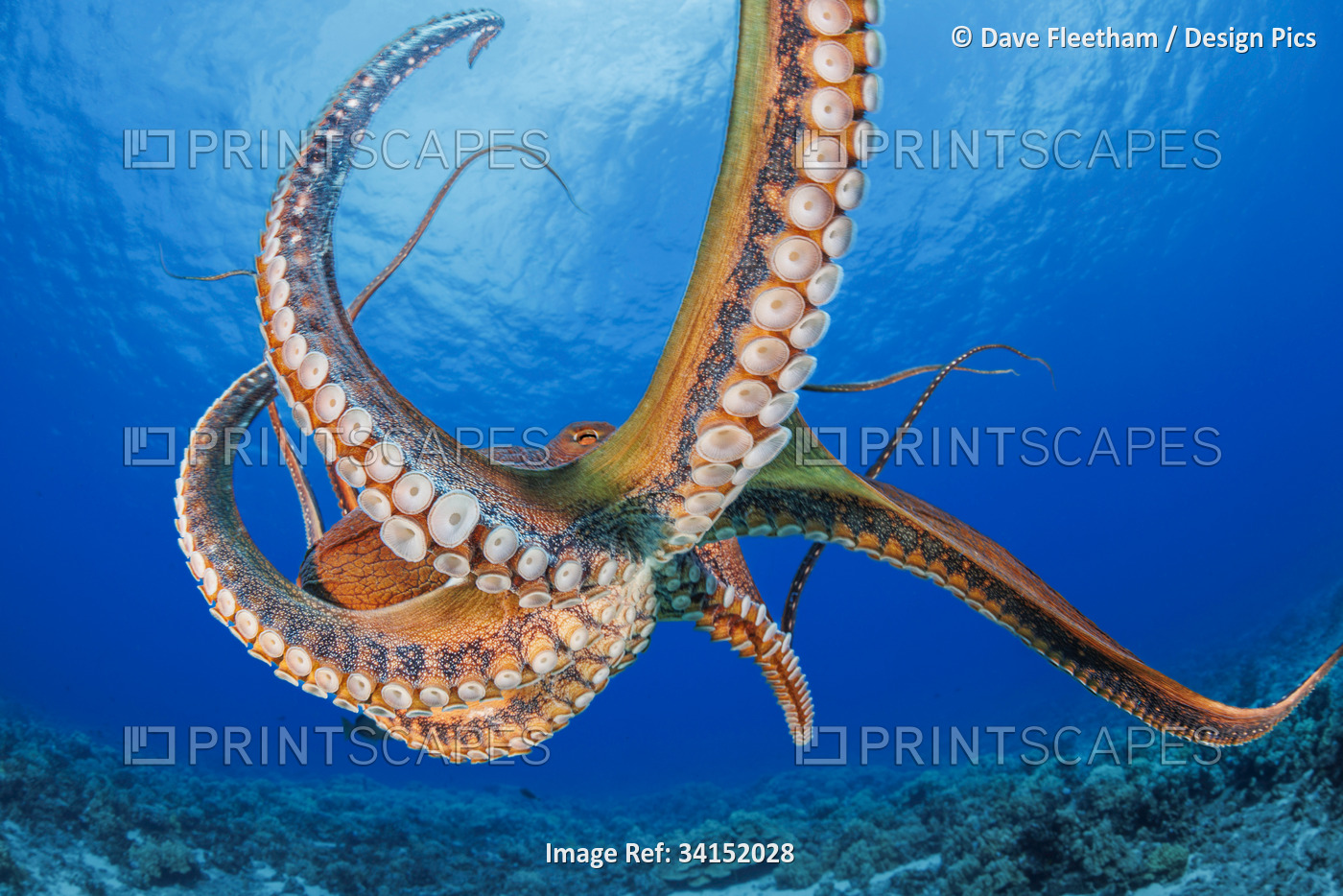 Day octopus (Octopus cyanea) is also known as the Big blue octopus. It occurs ...