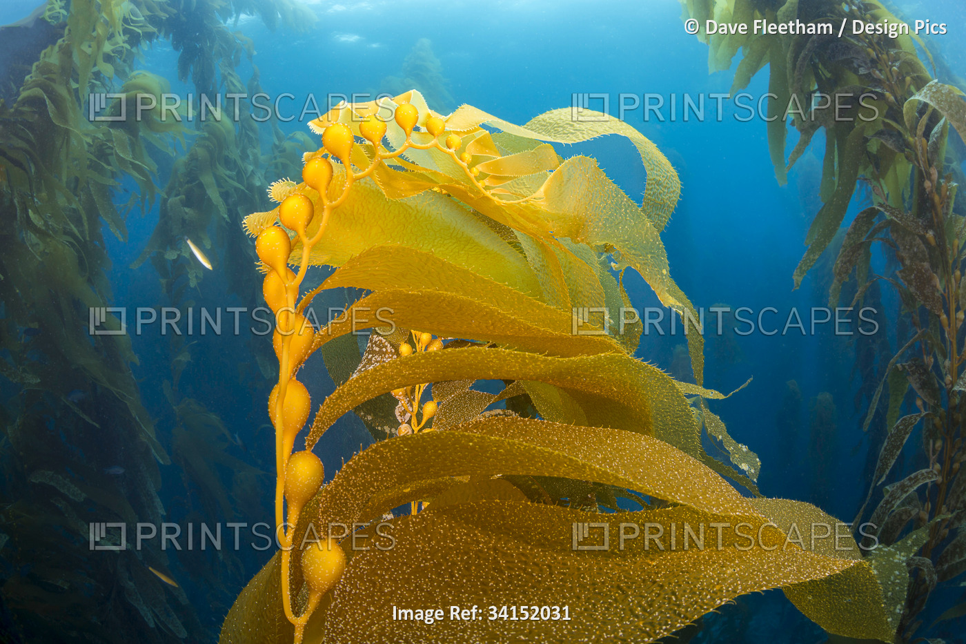Air bladders lift strands of Giant kelp (Macrocystis pyrifera) toward the ...