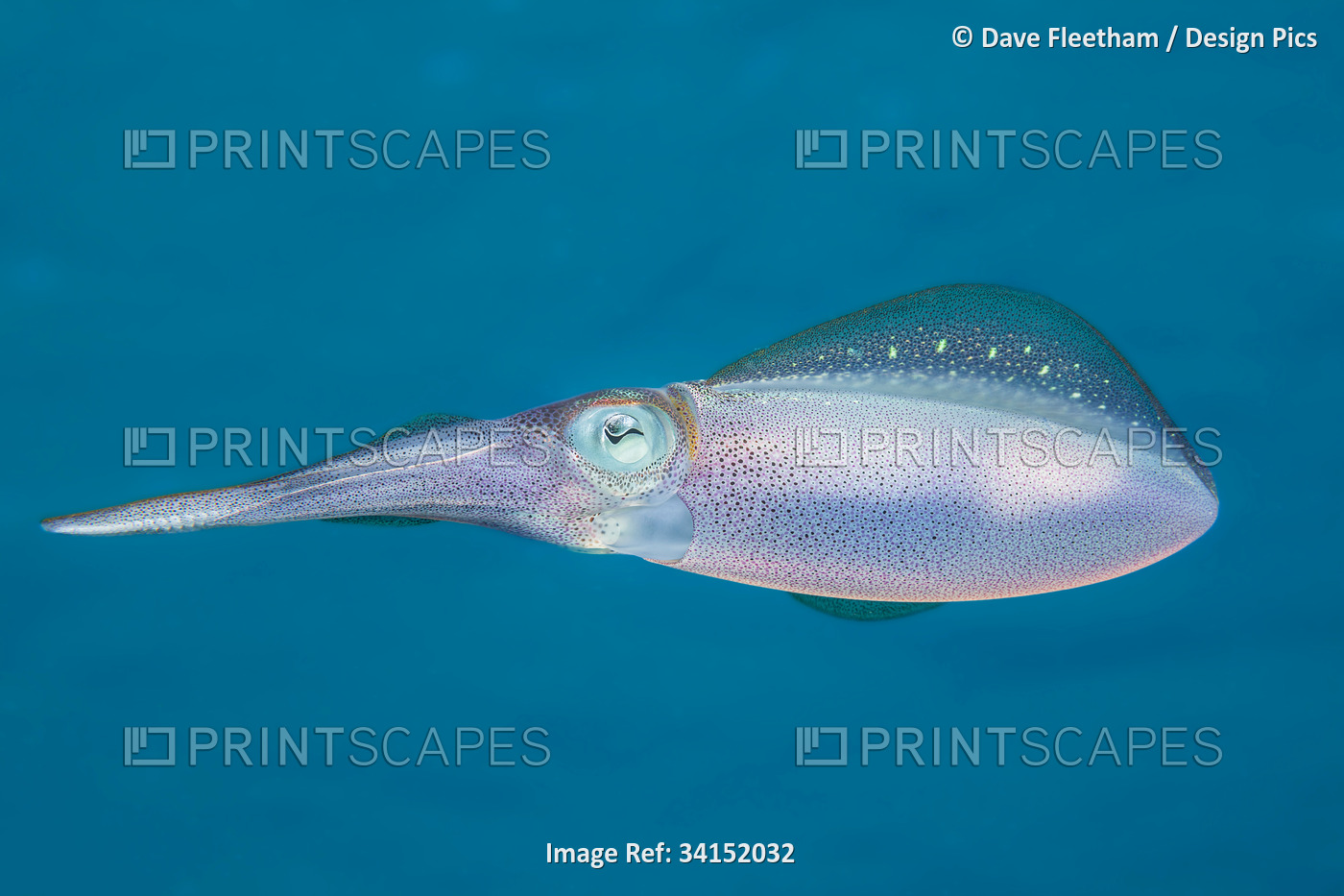The Caribbean reef squid (Sepioteuthis sepioidea) is commonly observed in ...