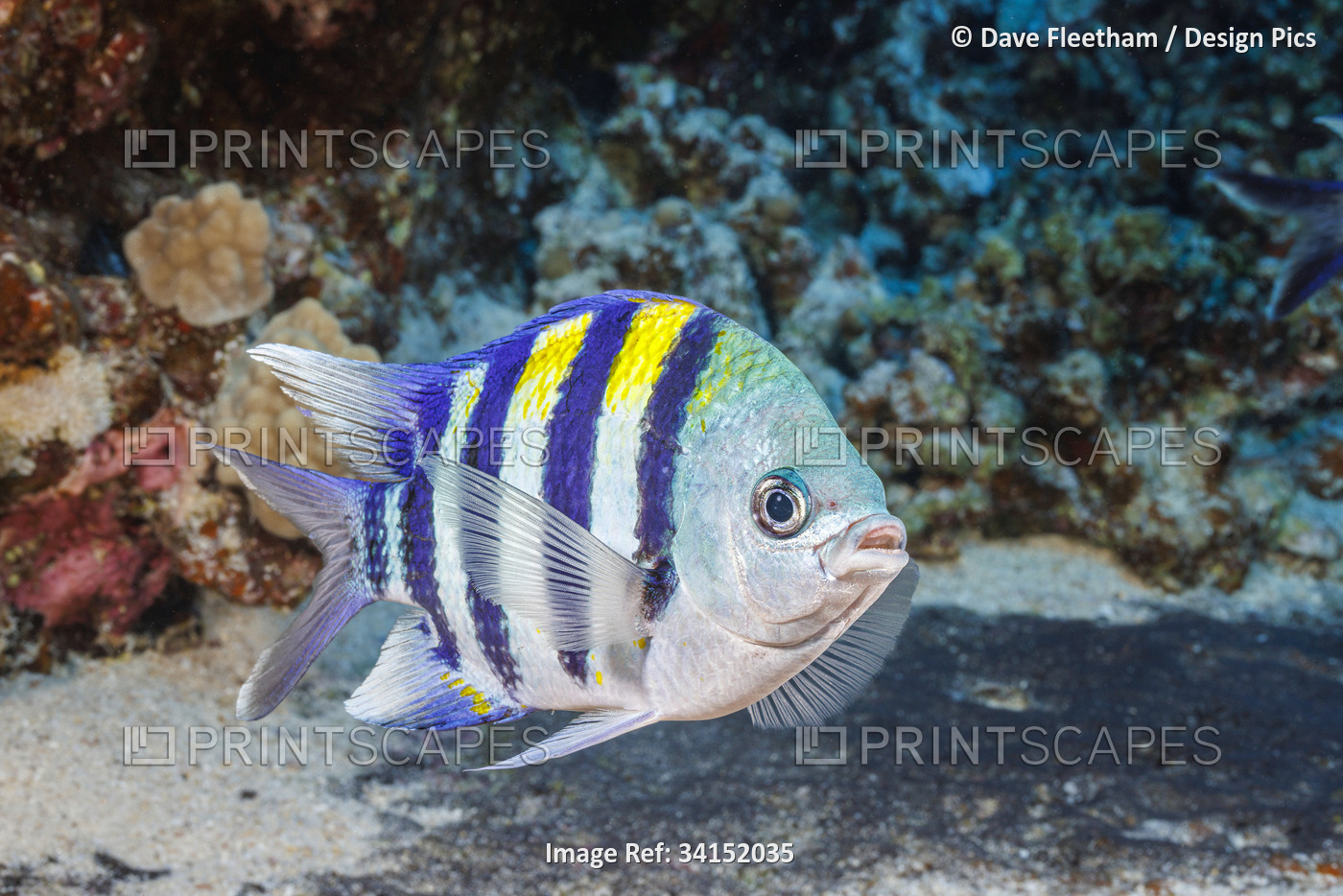 This male Indo-Pacific sergeant major (Abudefduf vaigiensis) tending to the ...