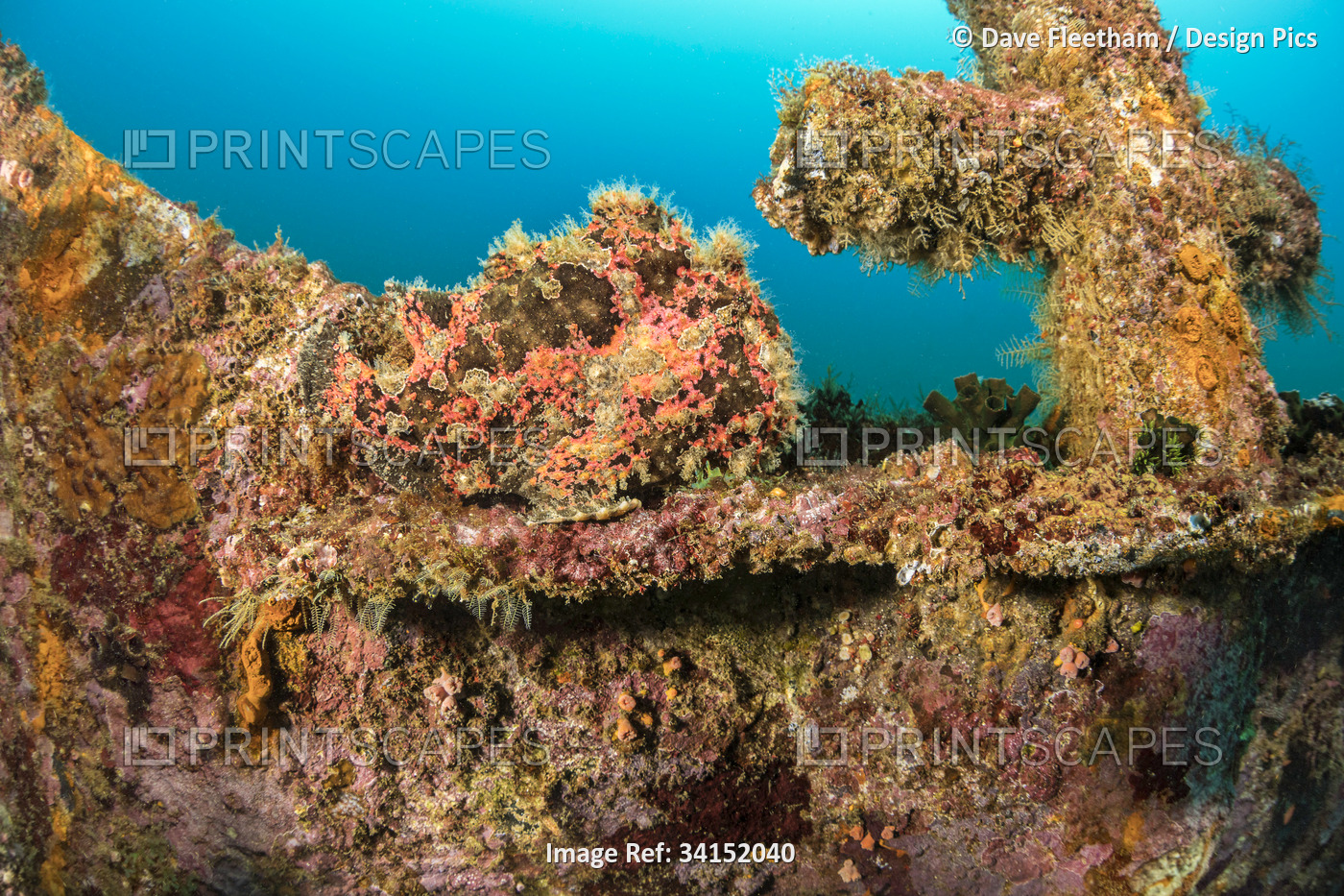 Well camouflaged Commerson's frogfish (Antennarius commersoni) perched at the ...