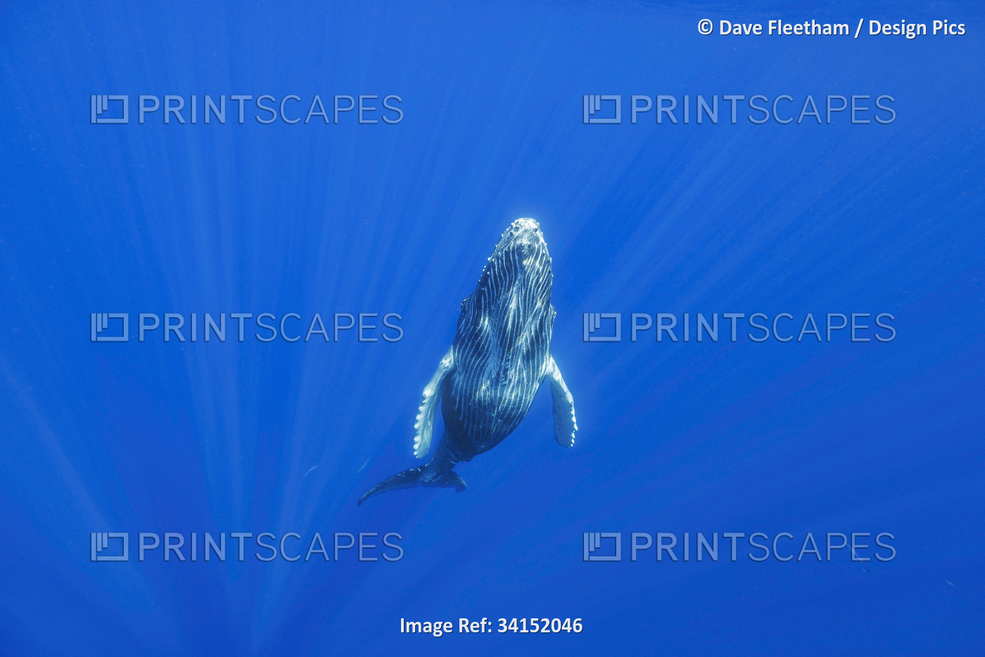 This curious Humpback whale calf (Megaptera novaeangliae) investigated the ...