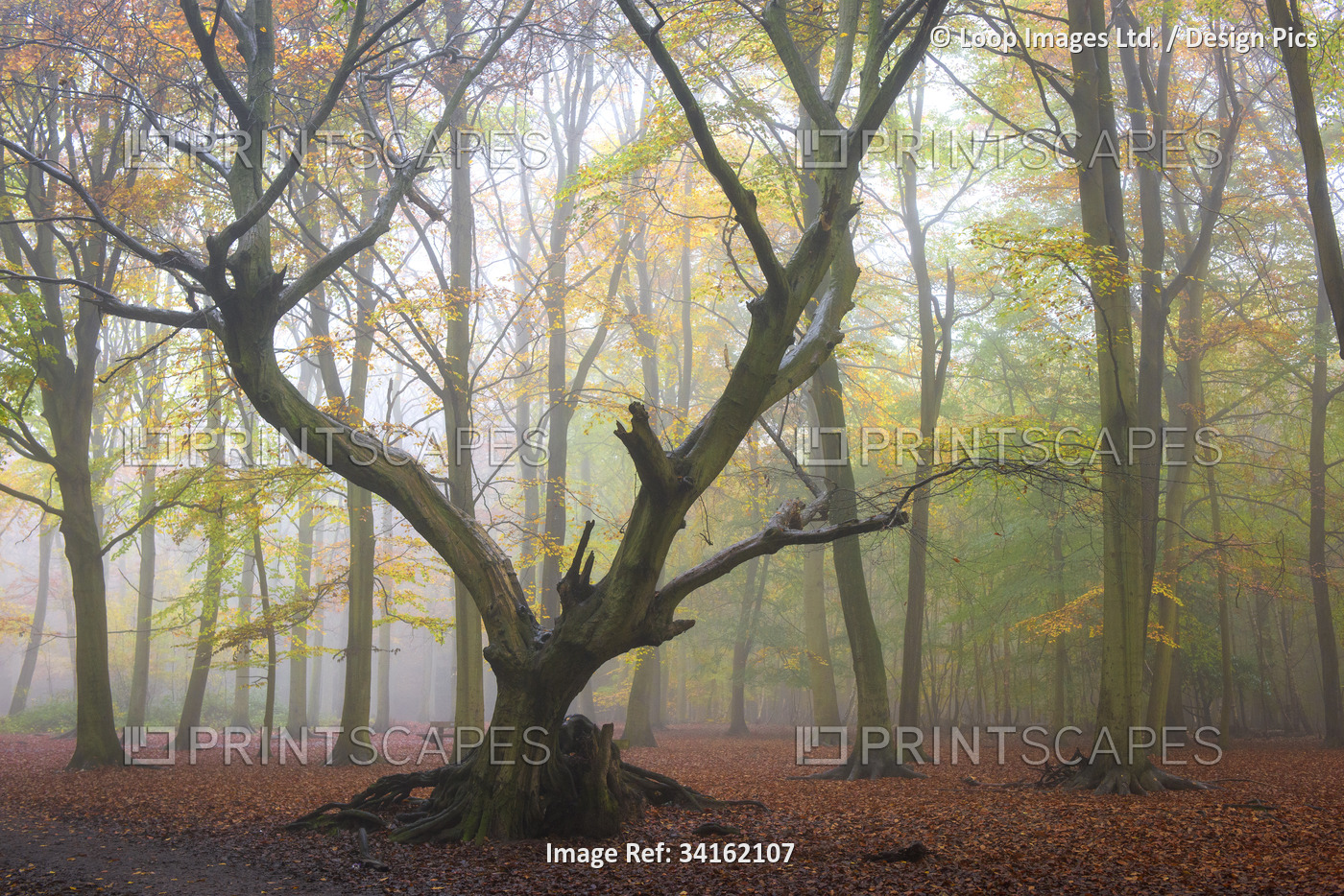 Foggy conditions in an autumnal woodland in Essex.