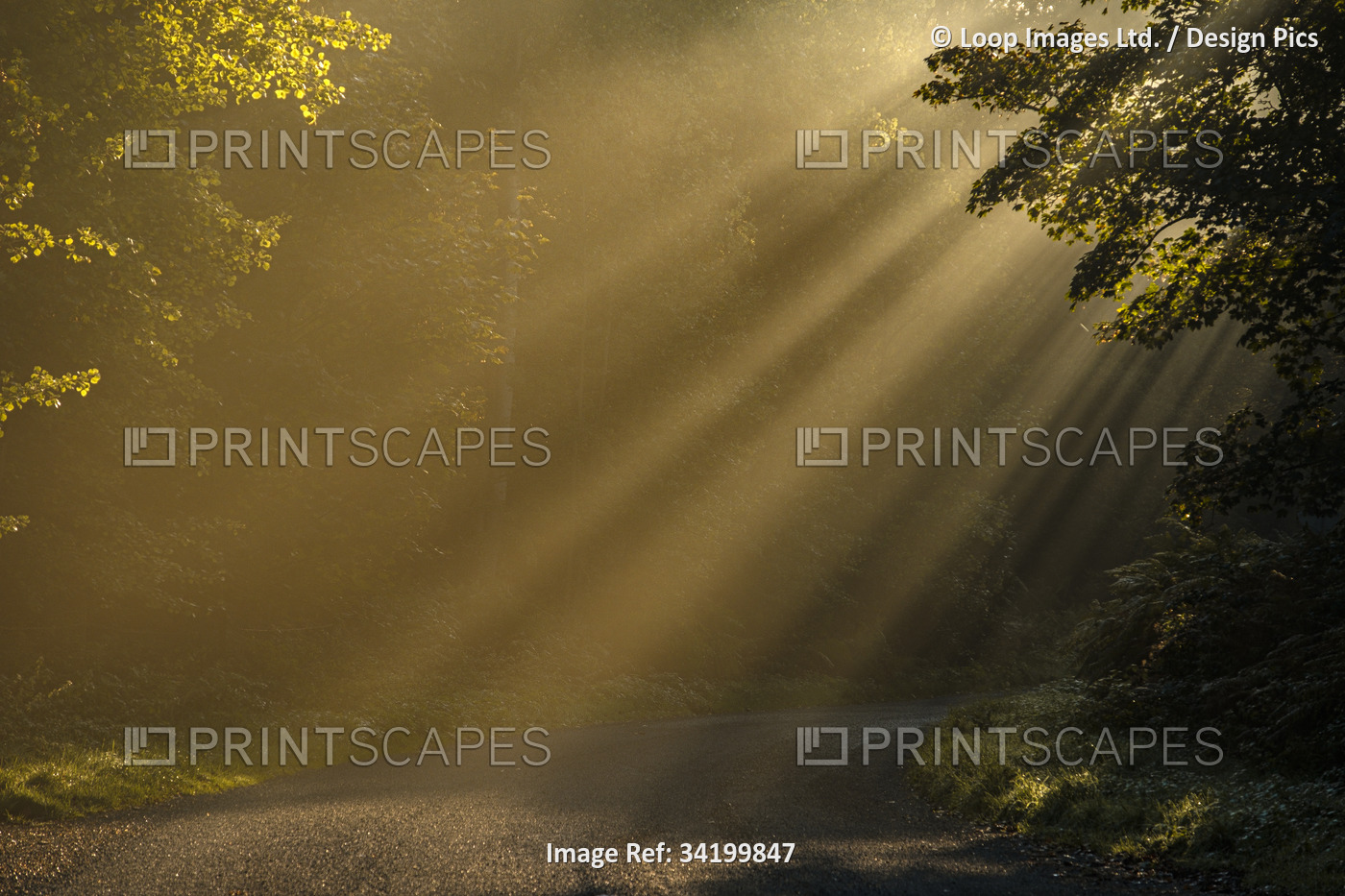 Sunbeams filter through morning mist amongst the trees at Sandringham.