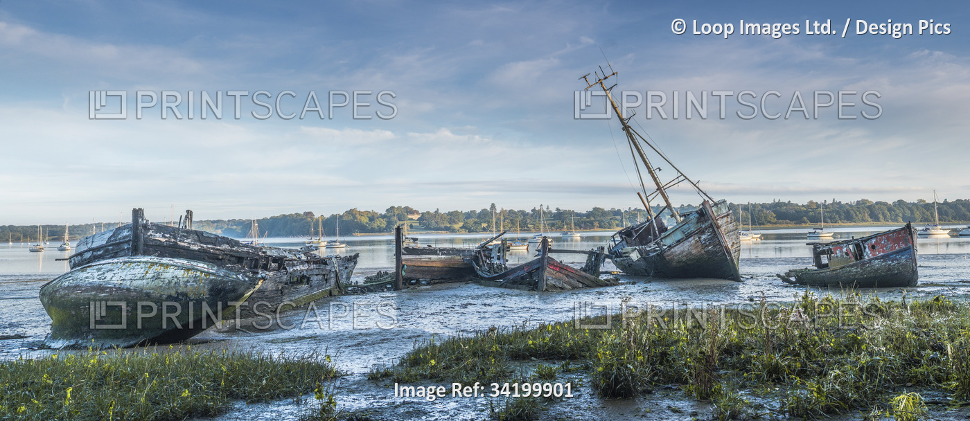 Derelict boats in a graveyard on the mud at Pin Mill.