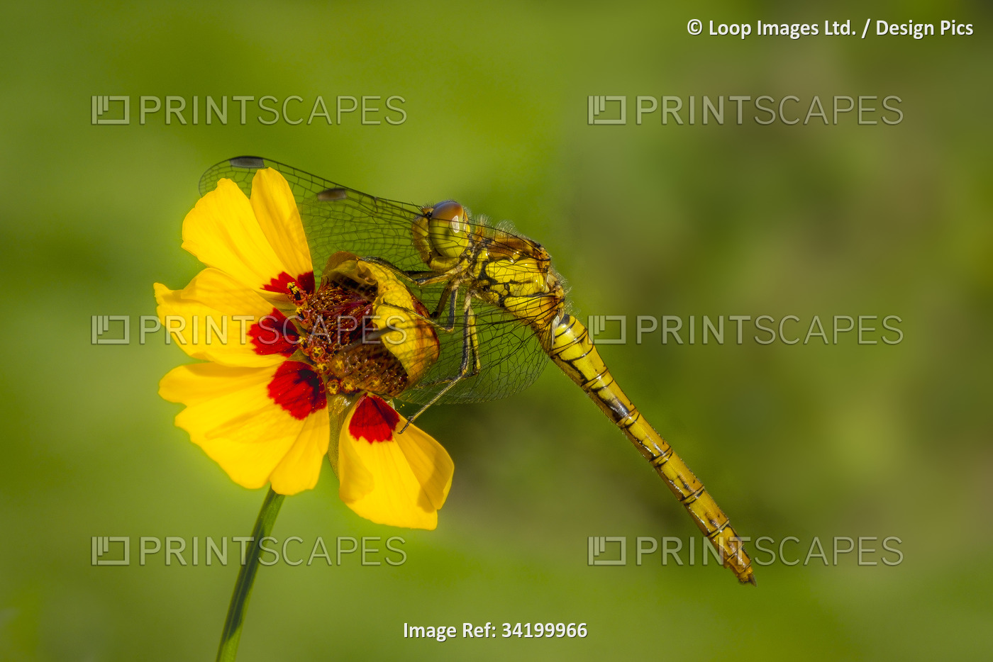 Common darter dragonfly Sympetrum striolatum.