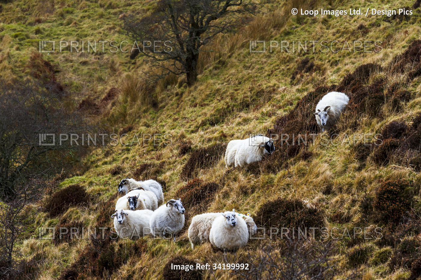 A shepherd and his sheep in the hills on the Isle of Skye.
