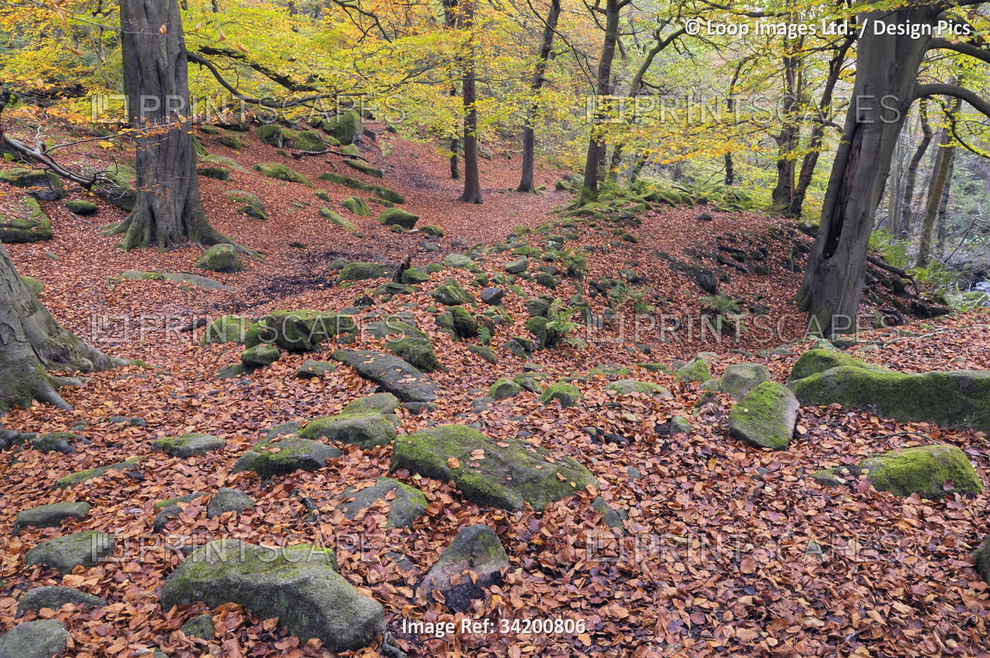 Mossy rocks with a carpet of brown leaf litter in autumn woodland at Padley ...