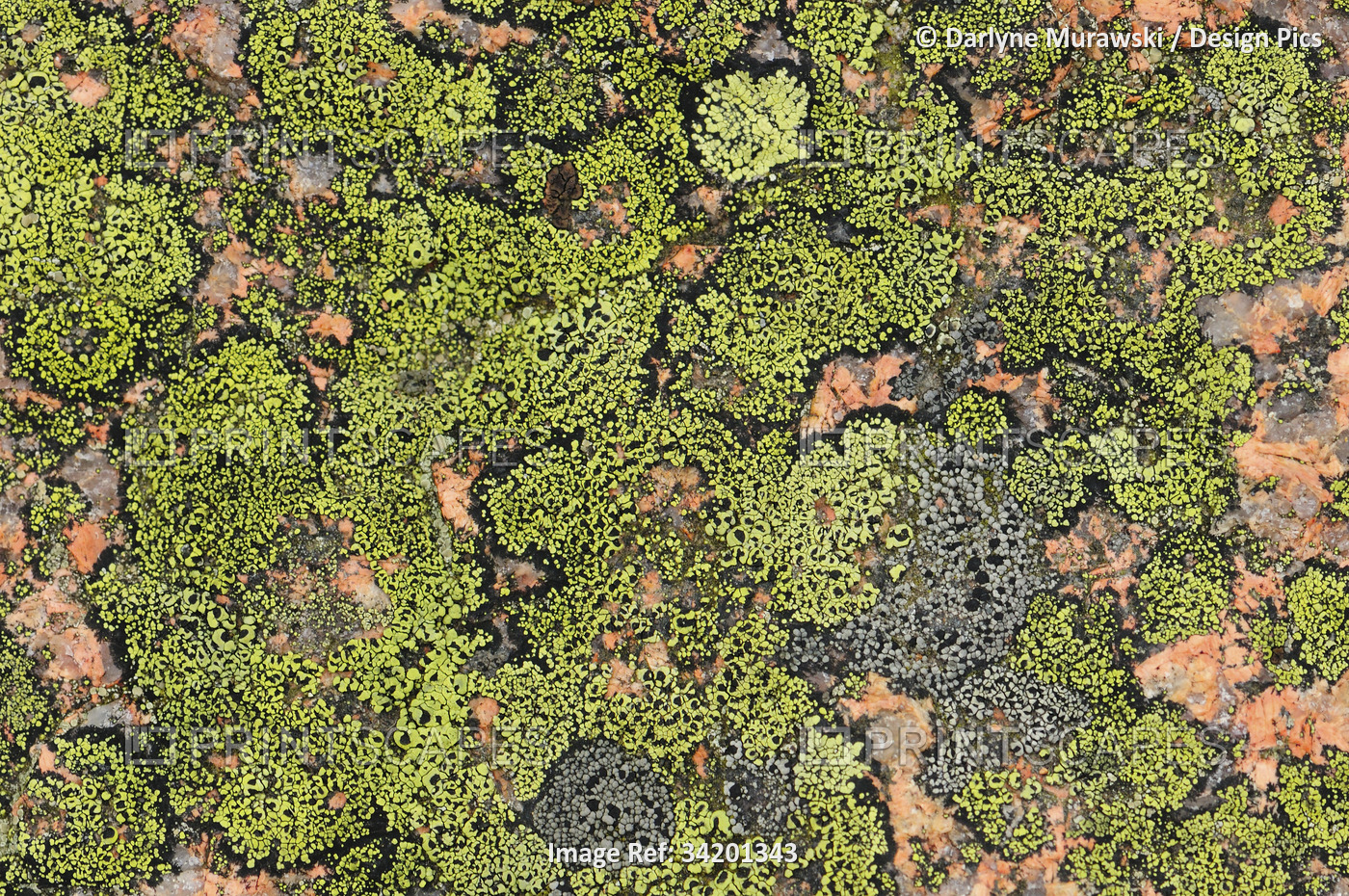 Close up of encrusting lichens on granite rock.; Acadia National Park, Mount ...