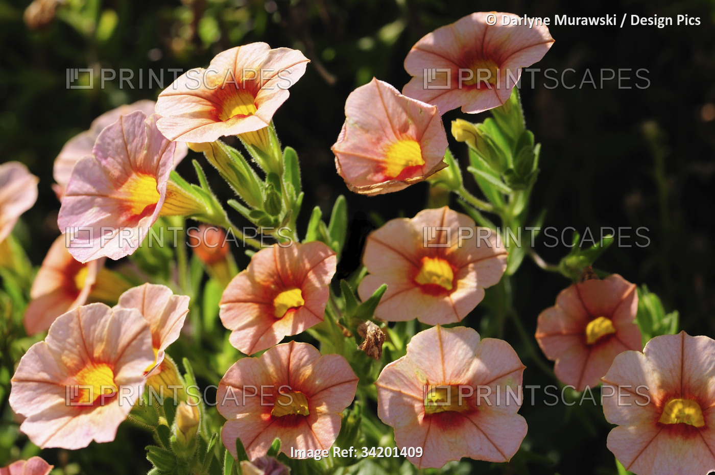 A cluster of million bells flowers, Calibrachoa hybrid.; Lexington, ...