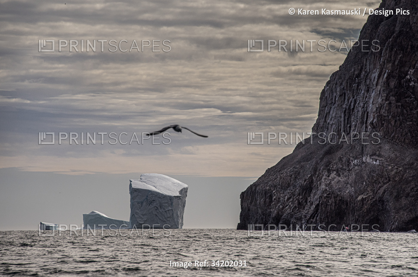 Iceberg in Greenland's Scoresbysund Fjord with a bird flying over the ocean ...