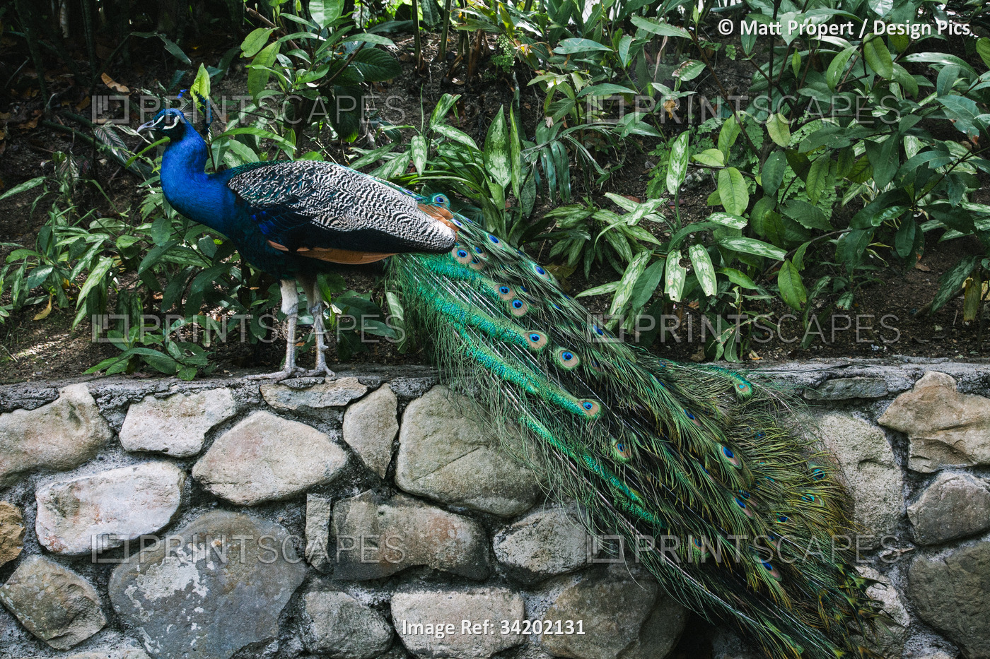 Peacock in the Coyaba Gardens of Jamaica; Ocho Rios, Jamaica