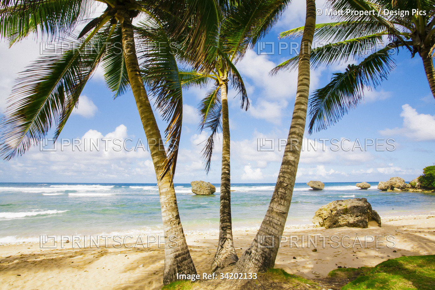 Palm trees line a beach in Barbados; Bathsheba, Barbados