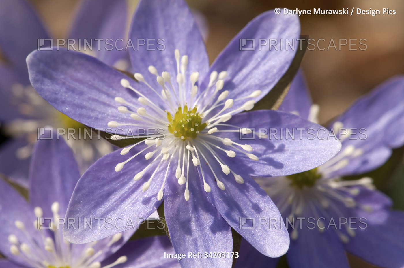 A sharp-lobed hepatica flower, Hepatica acutiloba, in springtime.; Framingham, ...