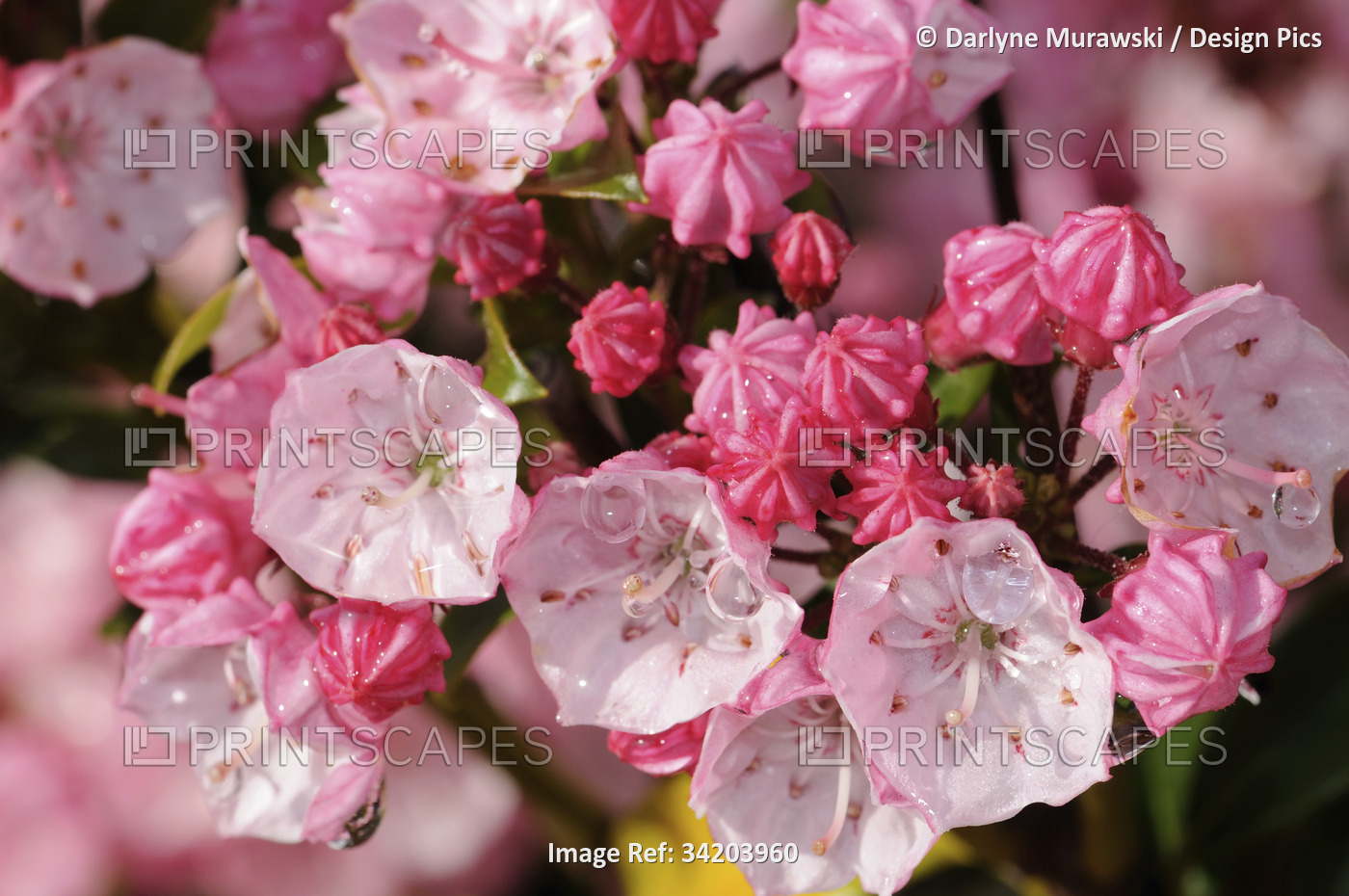 Close view of pink mountain laurel flowers after a rain.; Arlington, ...