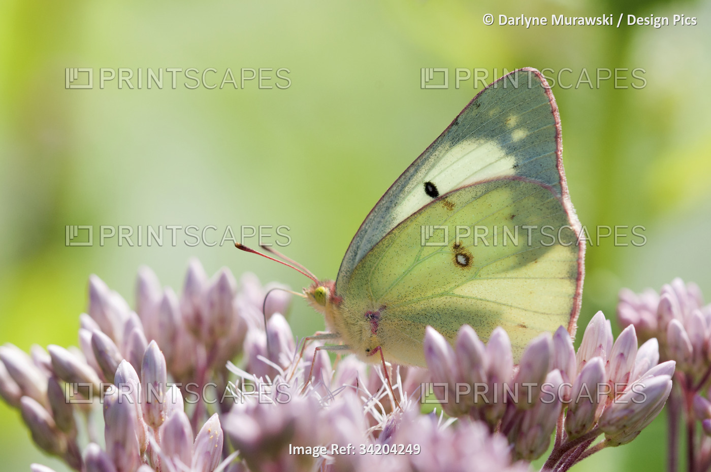 A female clouded or common sulfur butterfly, Colias philodice, pollinating Joe ...