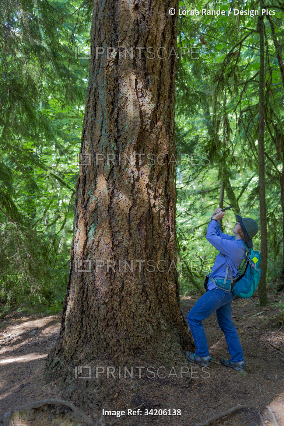 Mature woman stops to photograph a large tree in a woodland; Burnaby, British ...