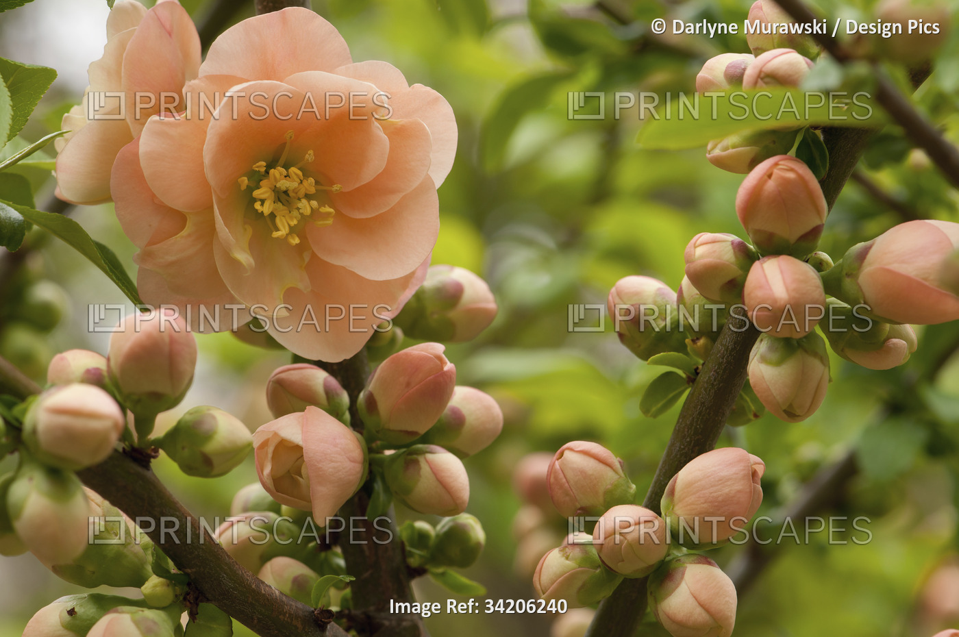 Flowers, buds, and branches of Camellia reticulata, in springtime.; New ...