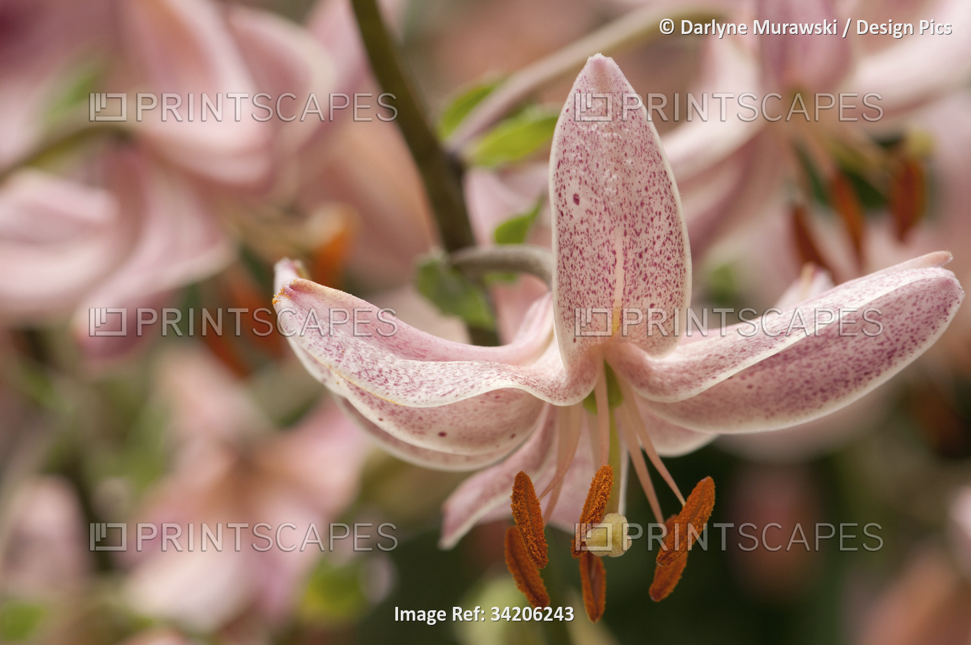 Close up of nodding pink lily flowers, Lilium martagon.; Longwood Gardens, ...