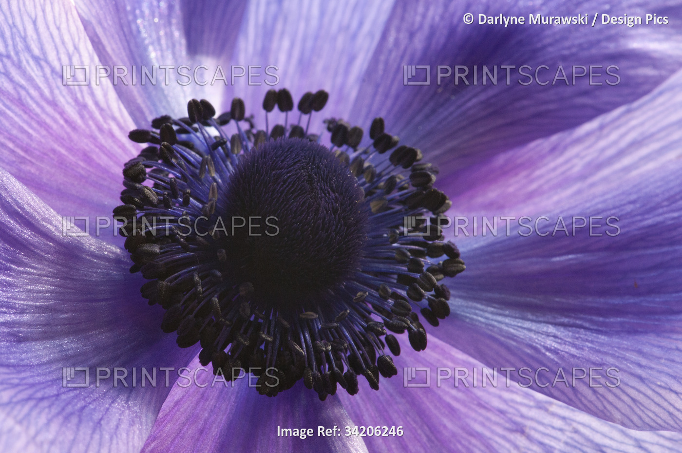 Close up of a purple anemone flower, Anemone coronari.; Arlington, ...