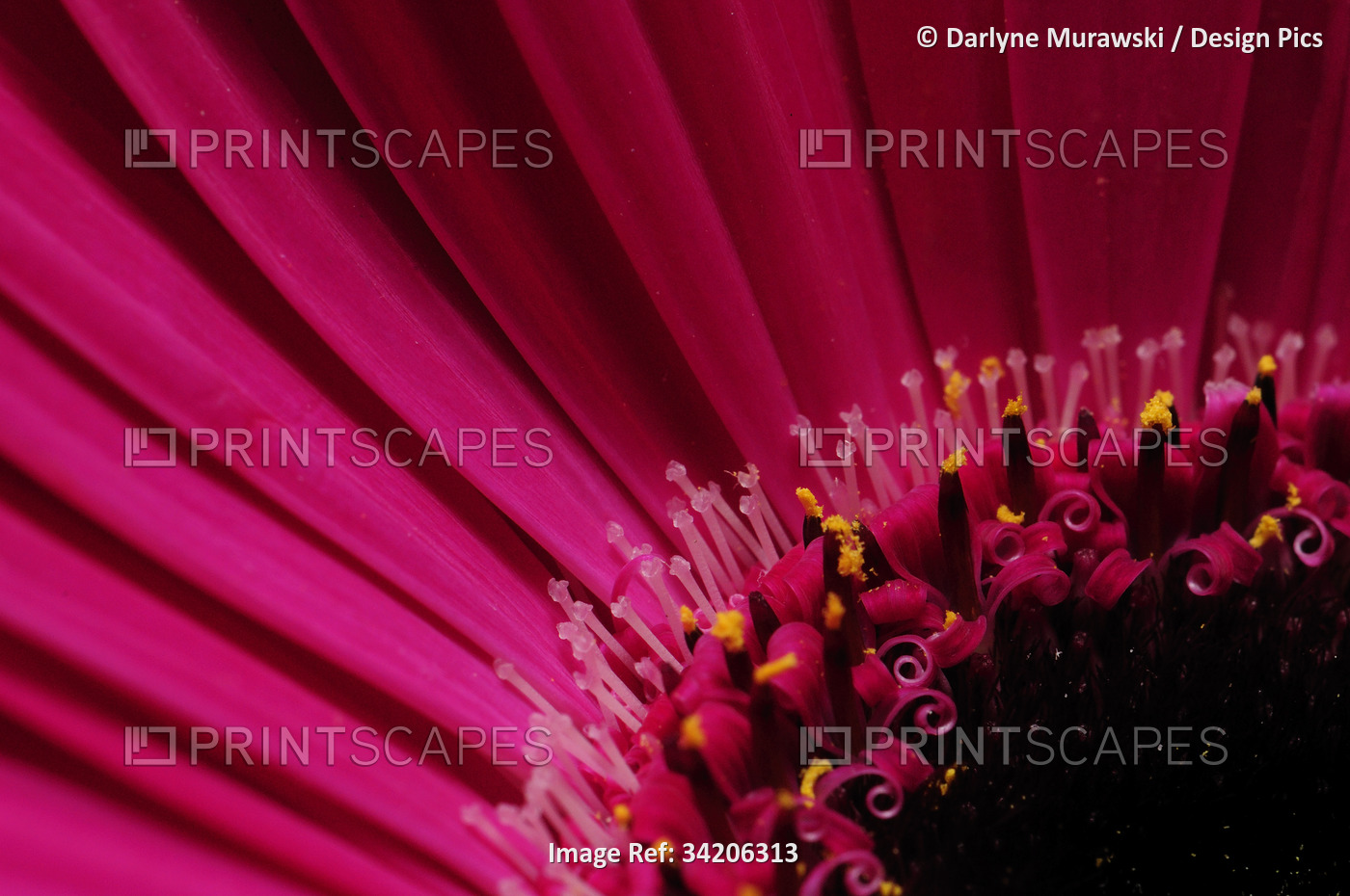 Close up of a pink gerbera daisy, Gerbera species.; Arlington, Massachusetts.