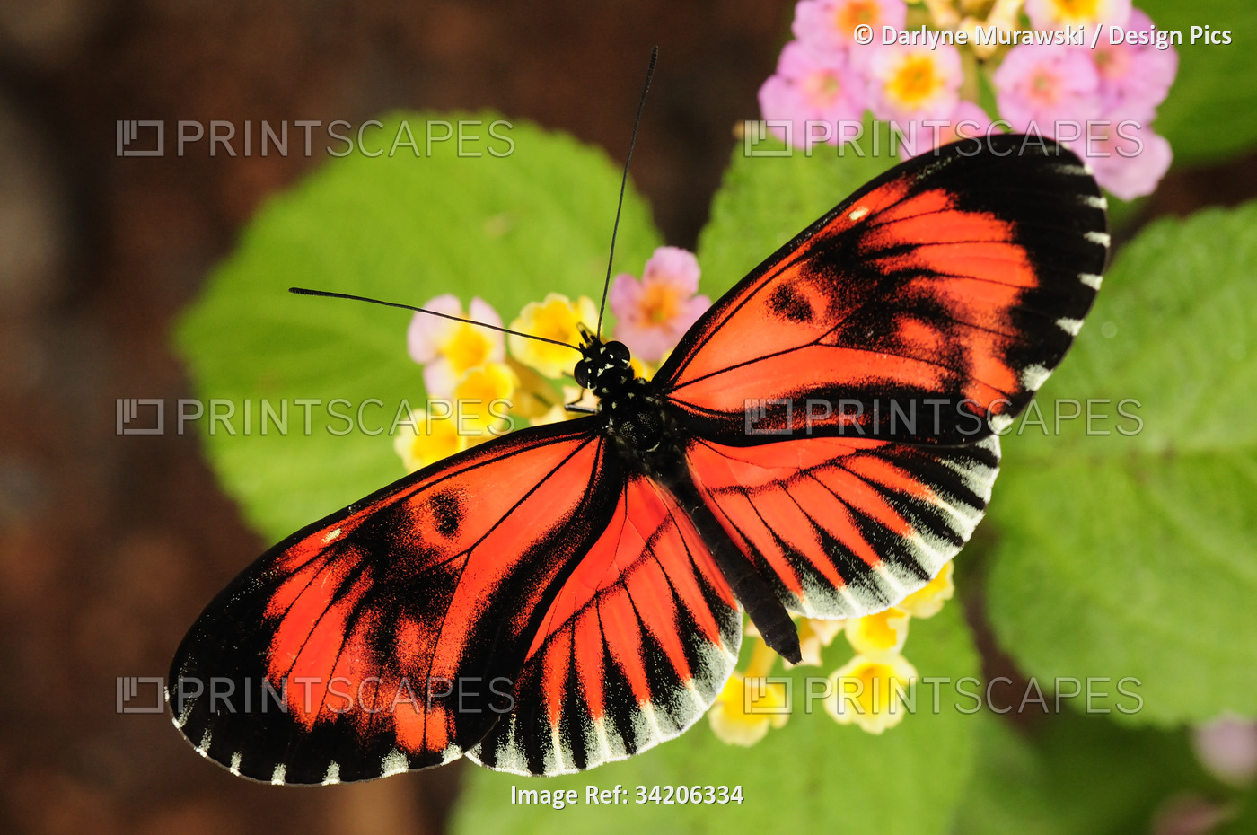 A Heliconius butterfly drinking nectar from lantana flowers.; Westford, ...
