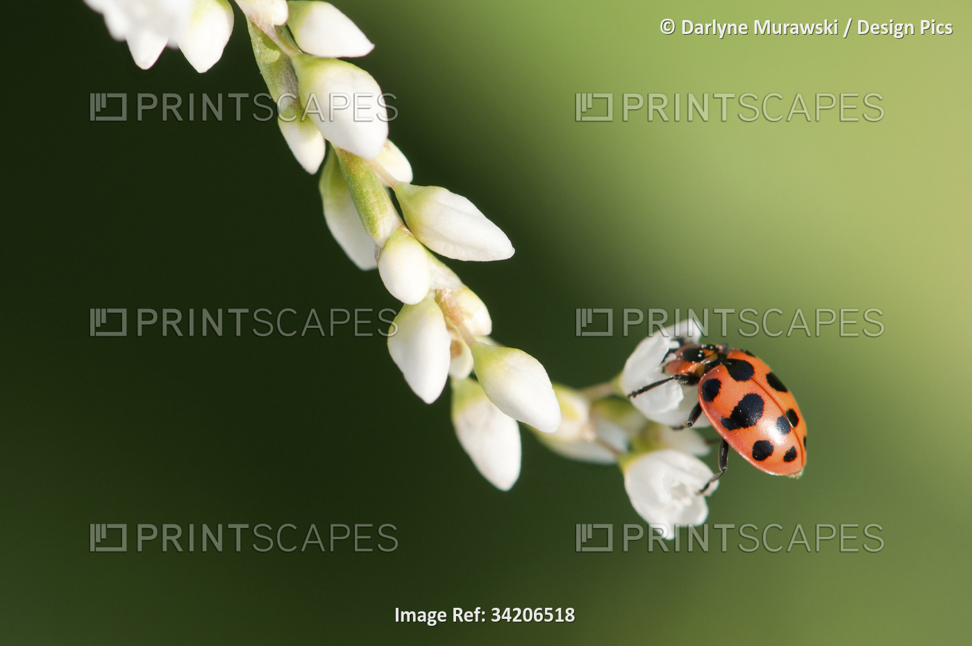 A spotted ladybeetle, Coleomegilla maculata, pollinating common knotweed.; ...