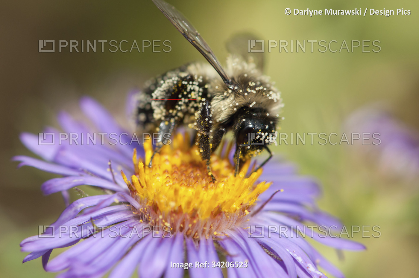 A pollen-covered bumblebee drinking nectar from a swamp aster flower.; ...