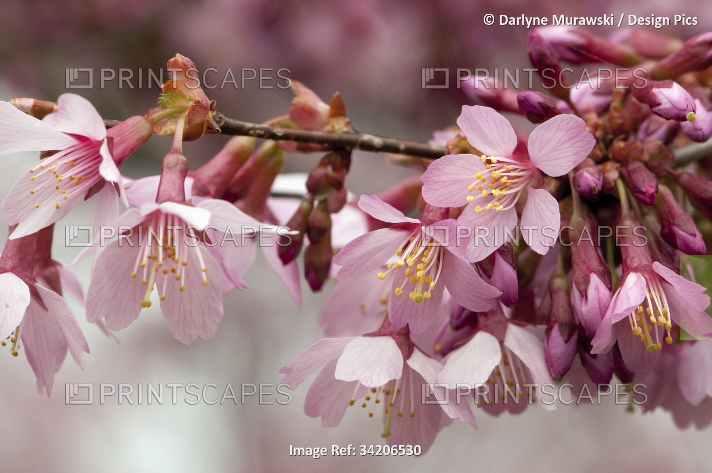 Close up of flowering crabapple flowers, Malus species.; Lexington, ...