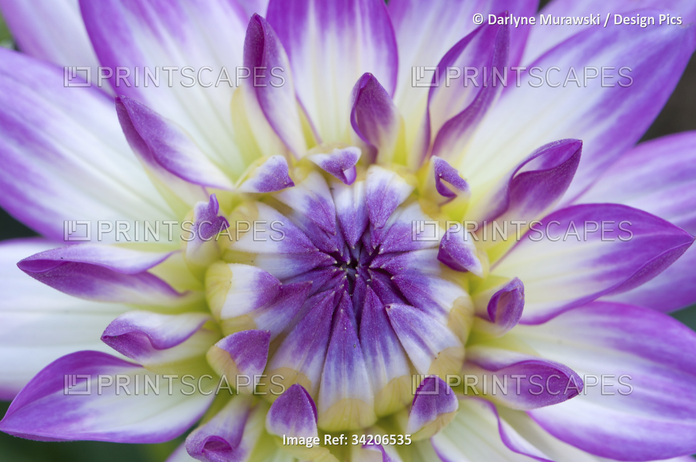 Closeup of a purple, white and yellow chrysanthemum opening up.; Sandwich, Cape ...