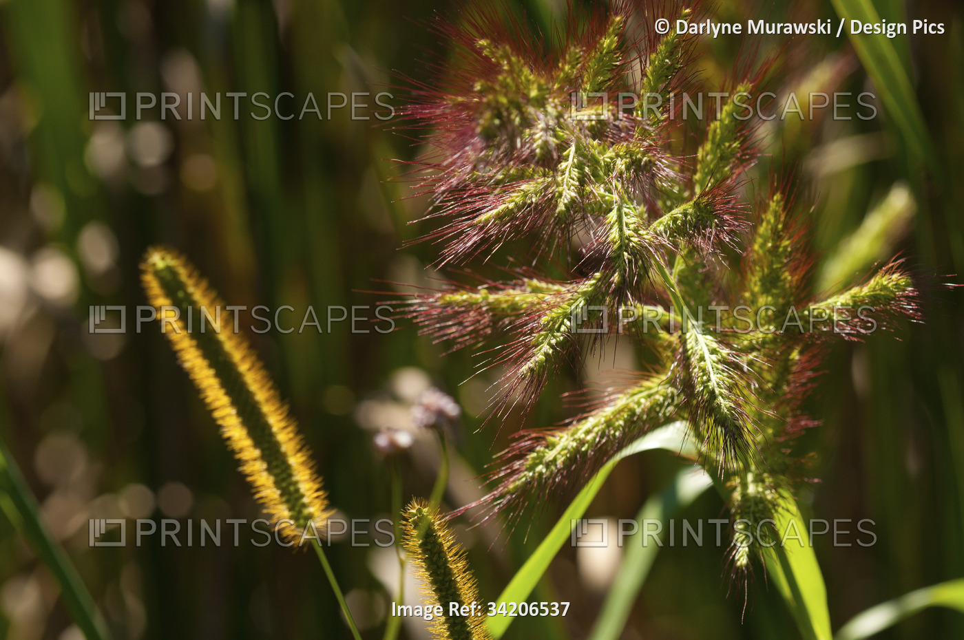 Grasses growing along the edge of the Great Meadows National Wildlife Refuge.; ...