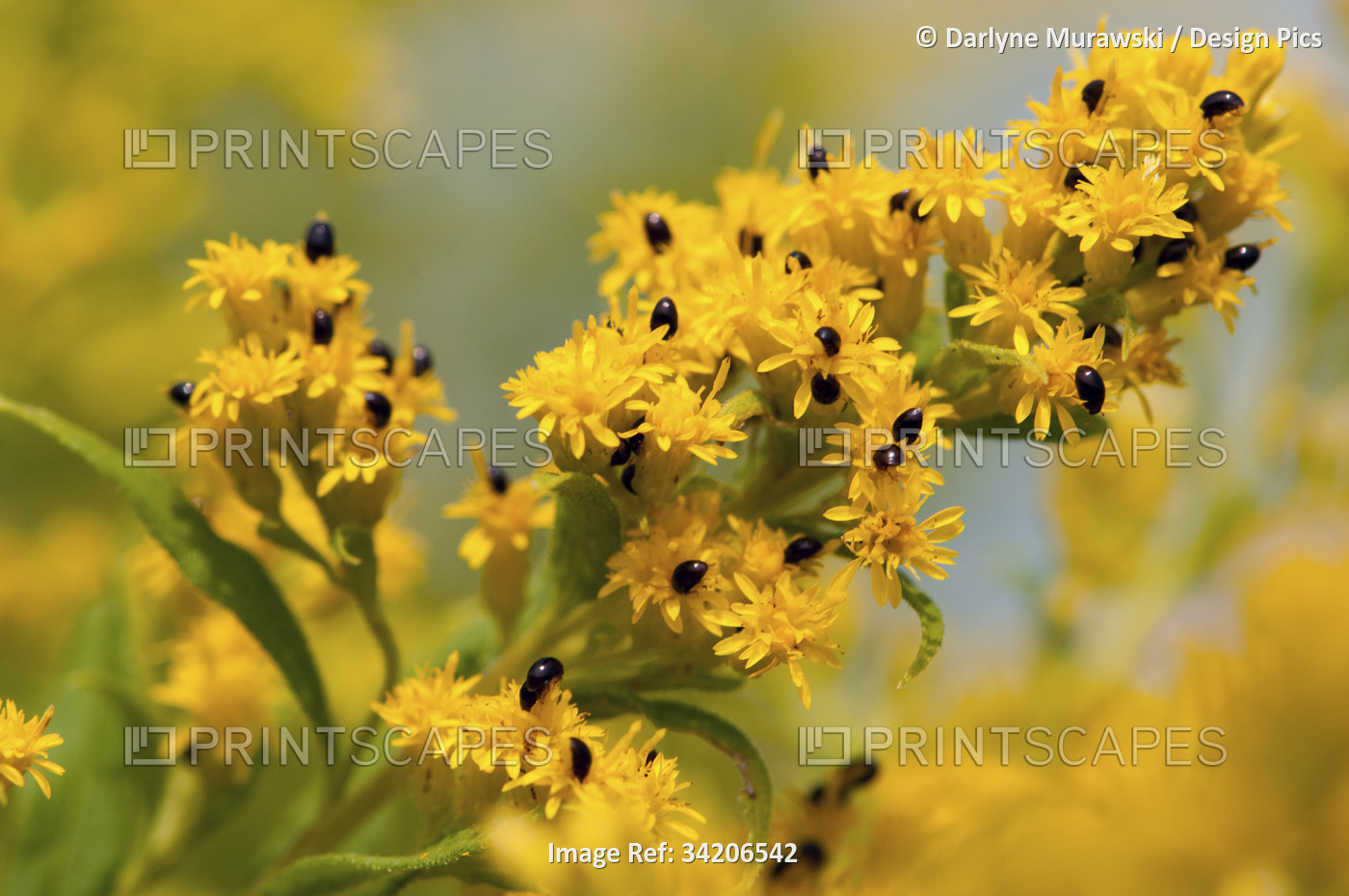 Goldenrod flowers covered with Shining Flower Beetles.; Arlington , McClennen ...
