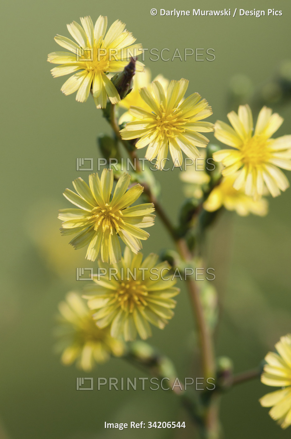 Yellow flowers of a New England hawkweed, Hieracium sabaudum.; Arlington , ...