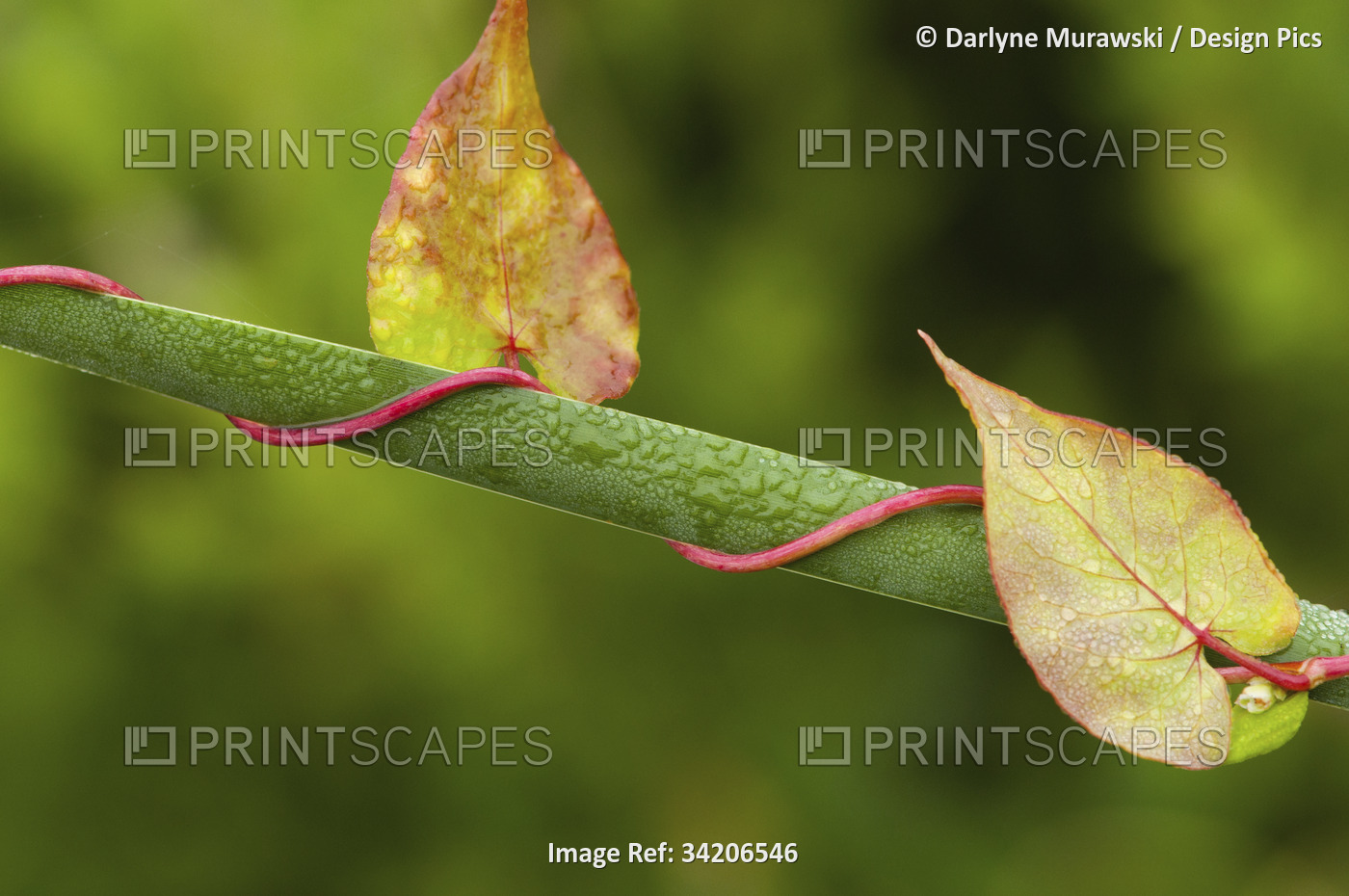 A Climbing false buckwheat vine in fall colors winding around a cattail stem.; ...