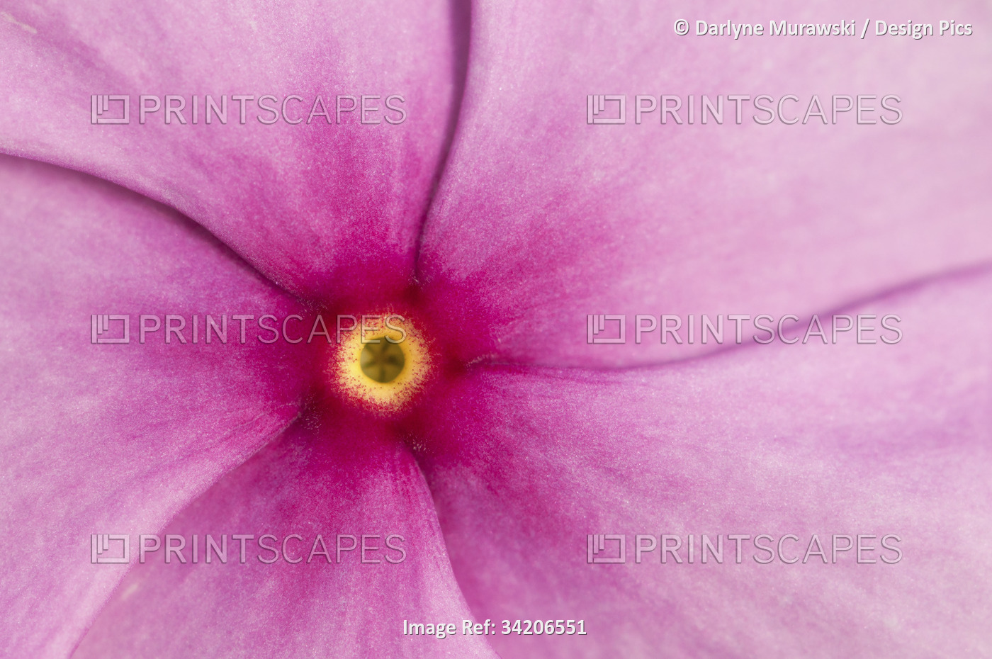 Close up of a Madagascar periwinkle flower, Catharanthus roseus.; Wellesley, ...