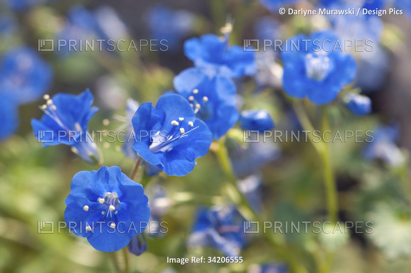 Close up of a cluster of desert bluebell flowers, Phacelia campanularia.; ...