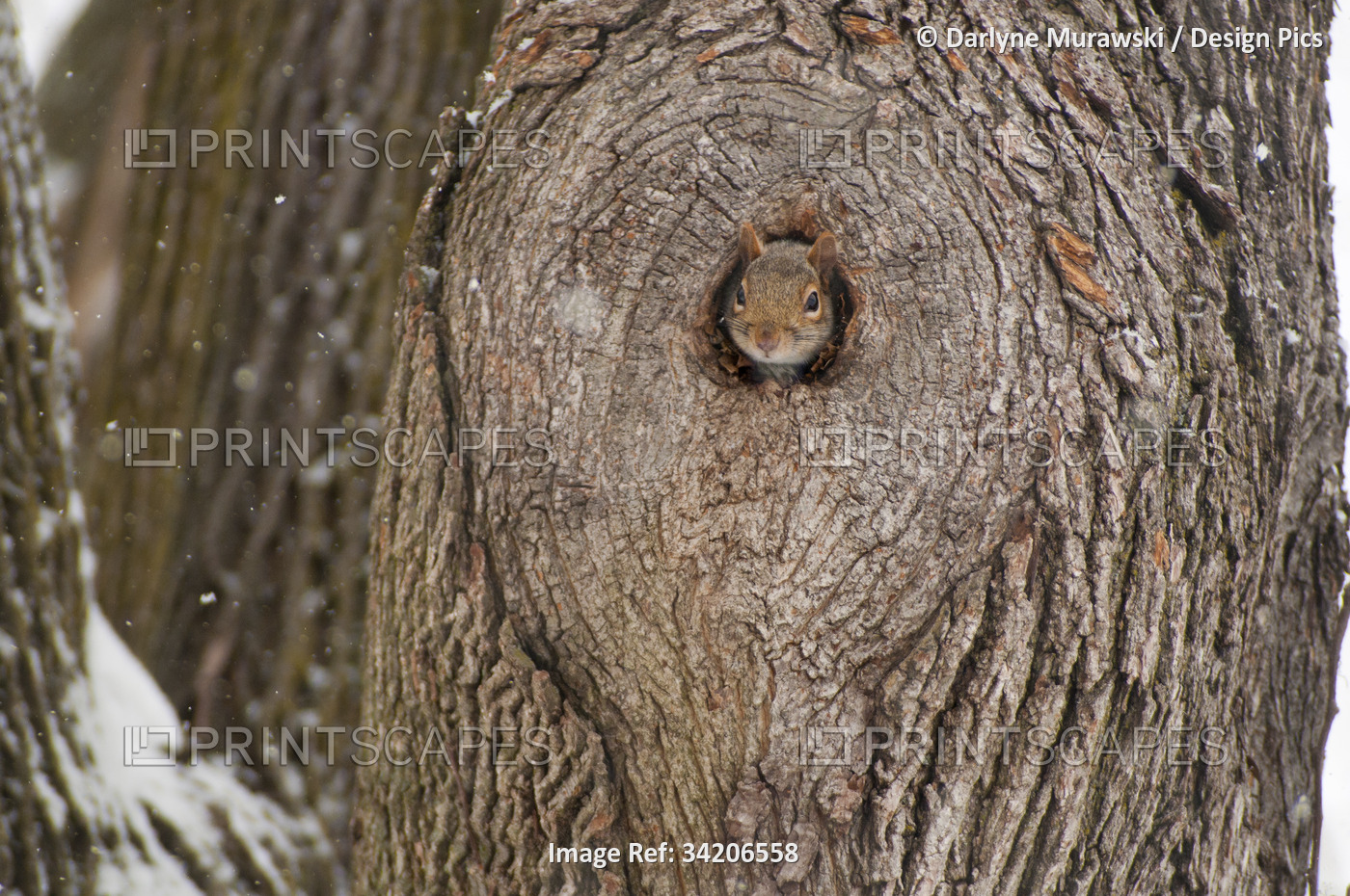 An eastern gray squirrel peeking out of its tree hole den during a snow storm.; ...
