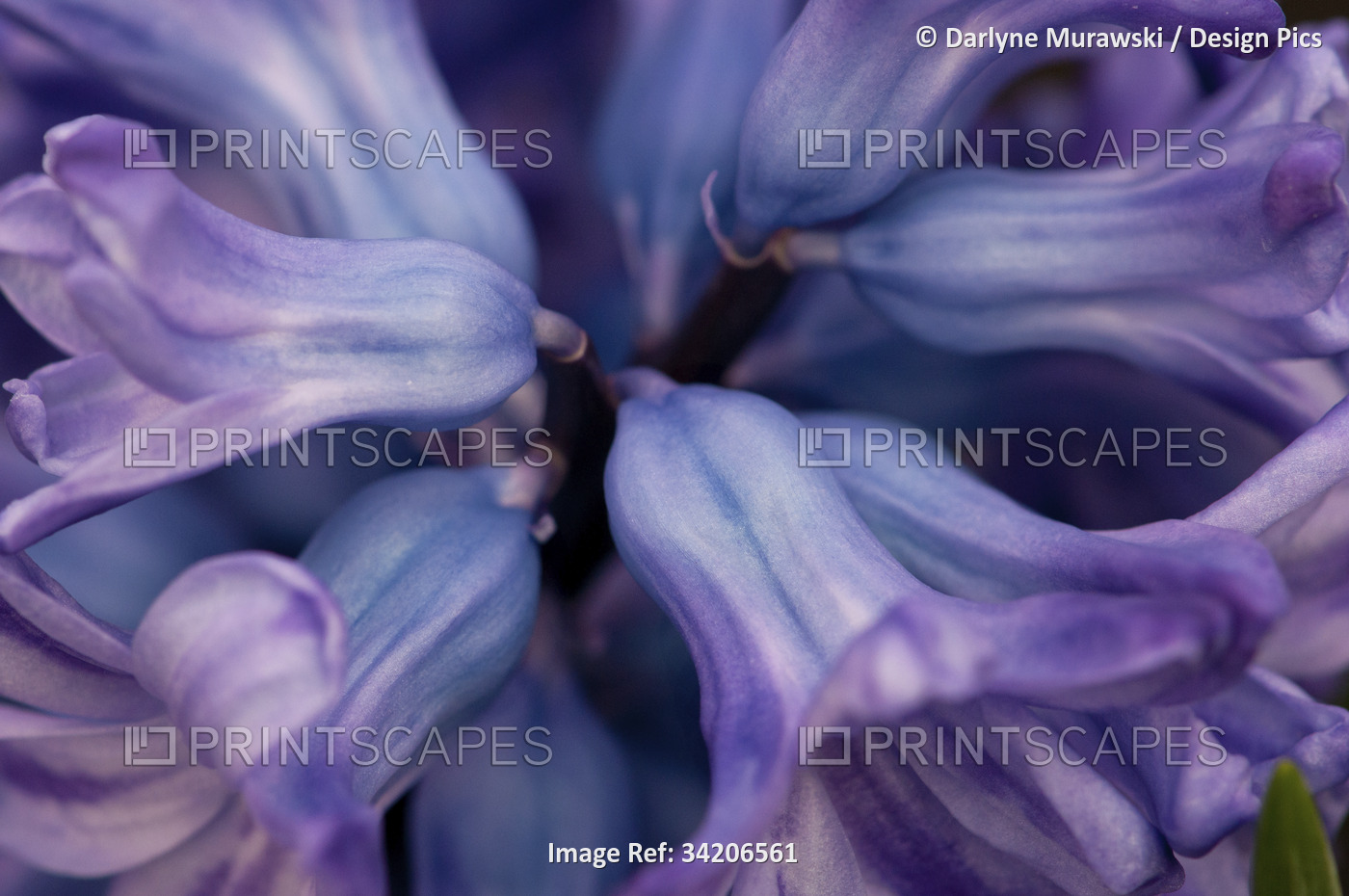 Close up of the top of a purple hyacinth flower, Hyacinthus orientalis.; ...
