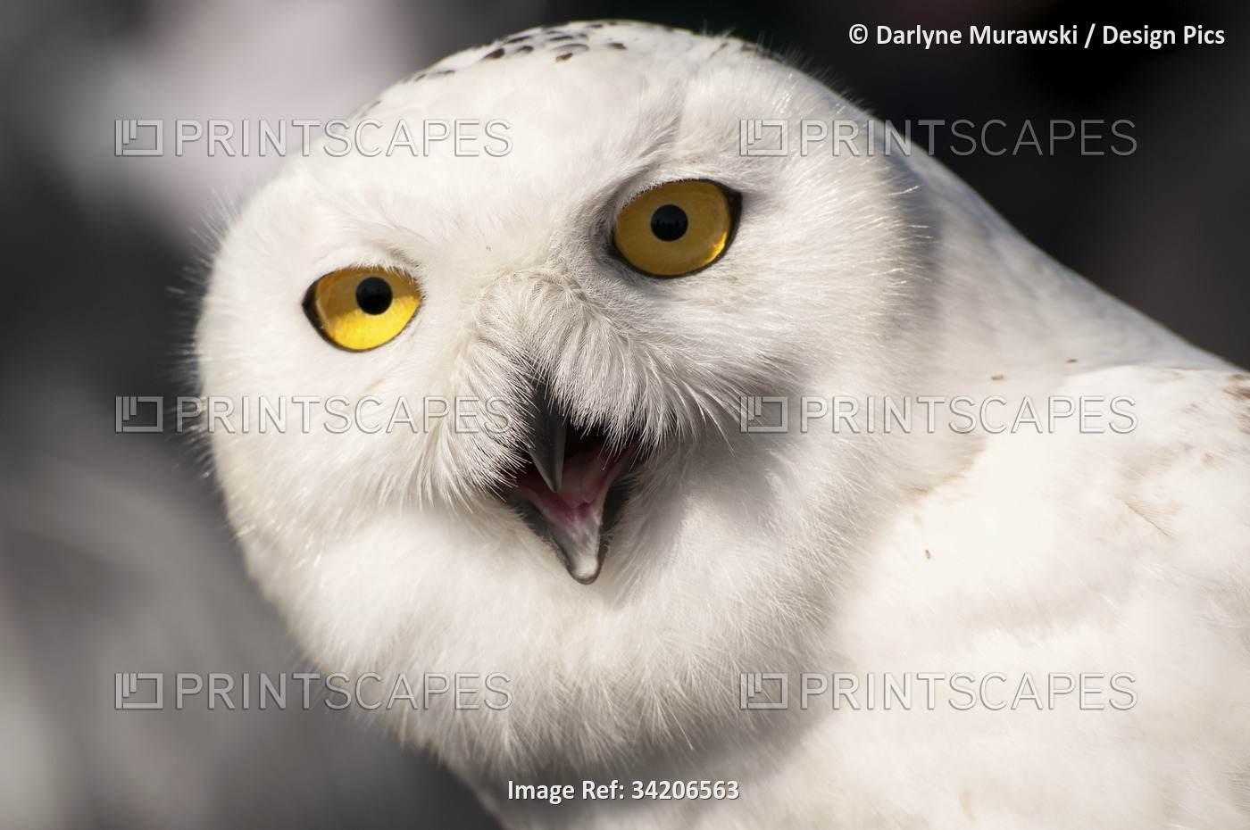Close up portrait of a snowy owl, Bubo scandiacus.; Parker River National ...