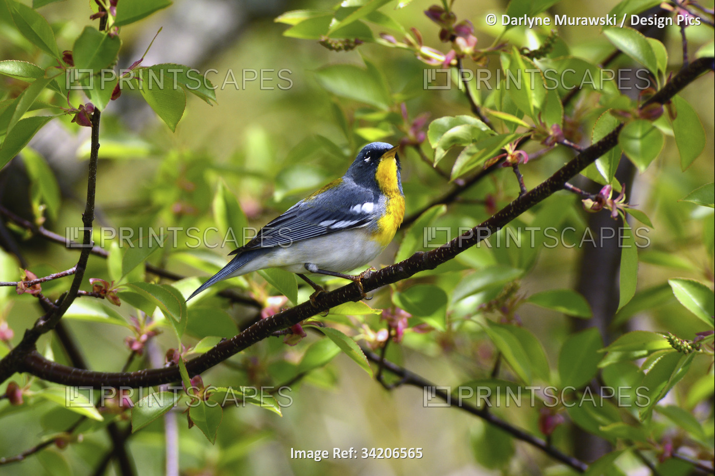 A northern parula warbler, Setophaga americana, perched on a branch.; Parker ...