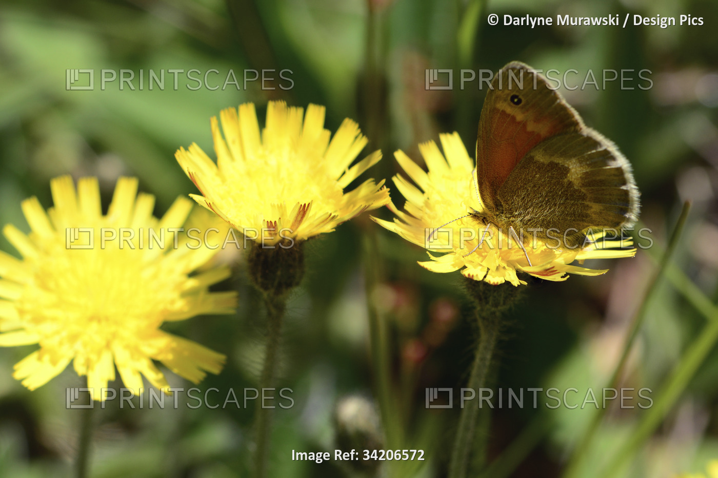 A common ringlet butterfly, Coenonympha tullia, resting on yellow flowers.; ...