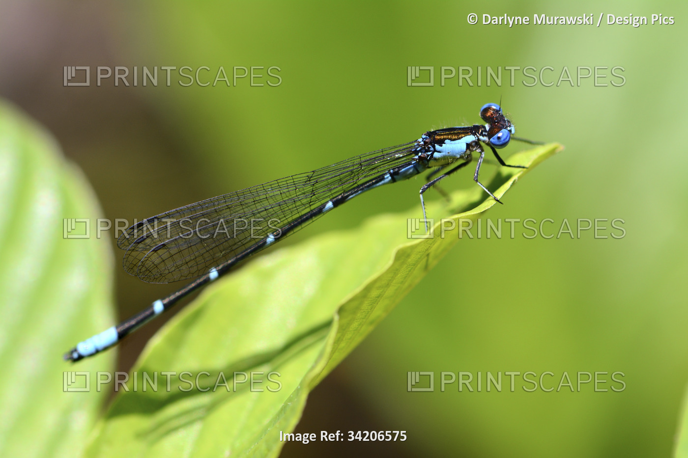 Close up of a male aurora damselfly, Chromagrion conditum, on a leaf.; ...