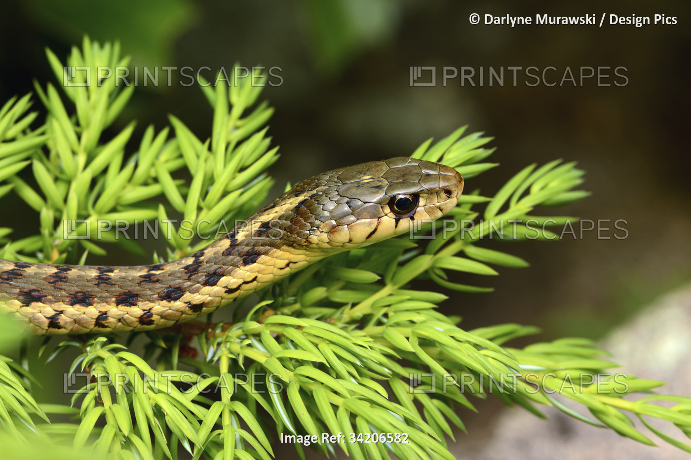 Close up of a common garter snake, Thamnophis sirtalis, on a fir branch.; Mount ...