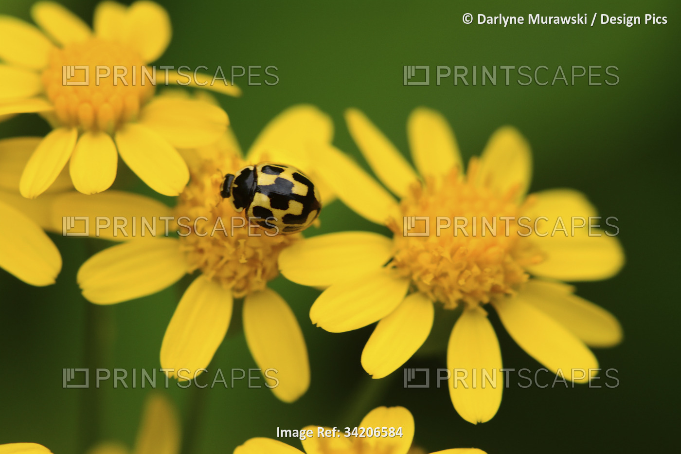A fourteen-spotted lady beetle on a New England aster flower.; Acadia National ...