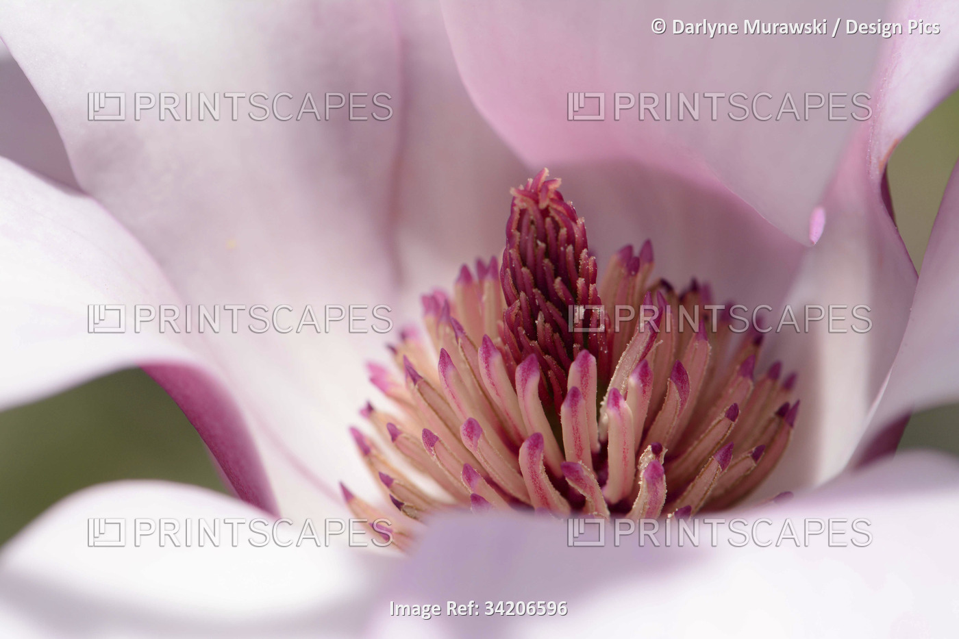 Close up of a saucer magnolia flower, Magnolia x soulangeana.; Arnold ...