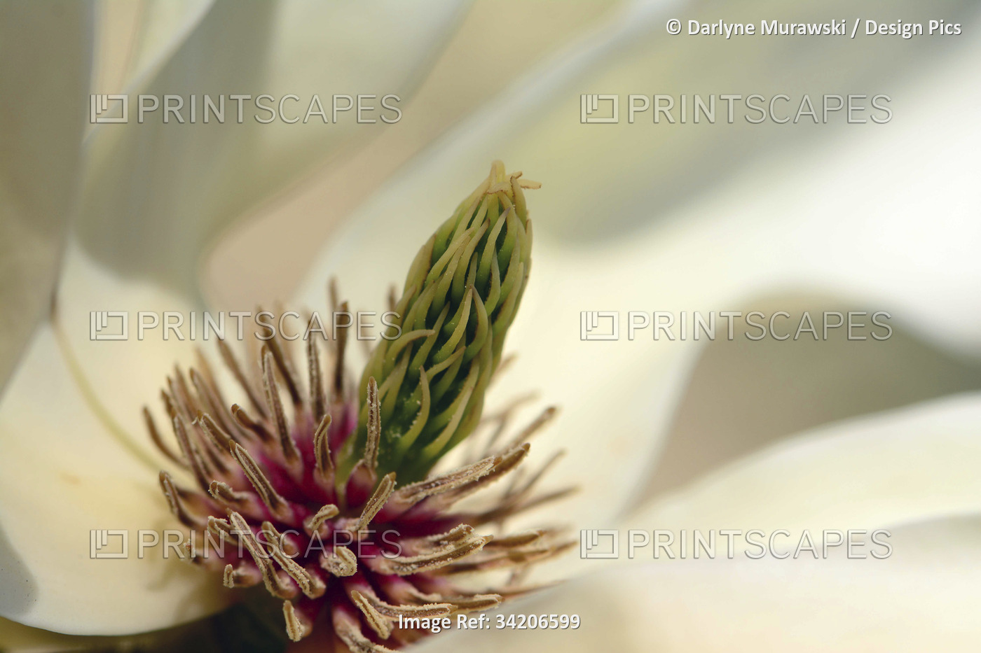 Close up of the inside of an open magnolia flower, Elizabeth variety.; Arnold ...