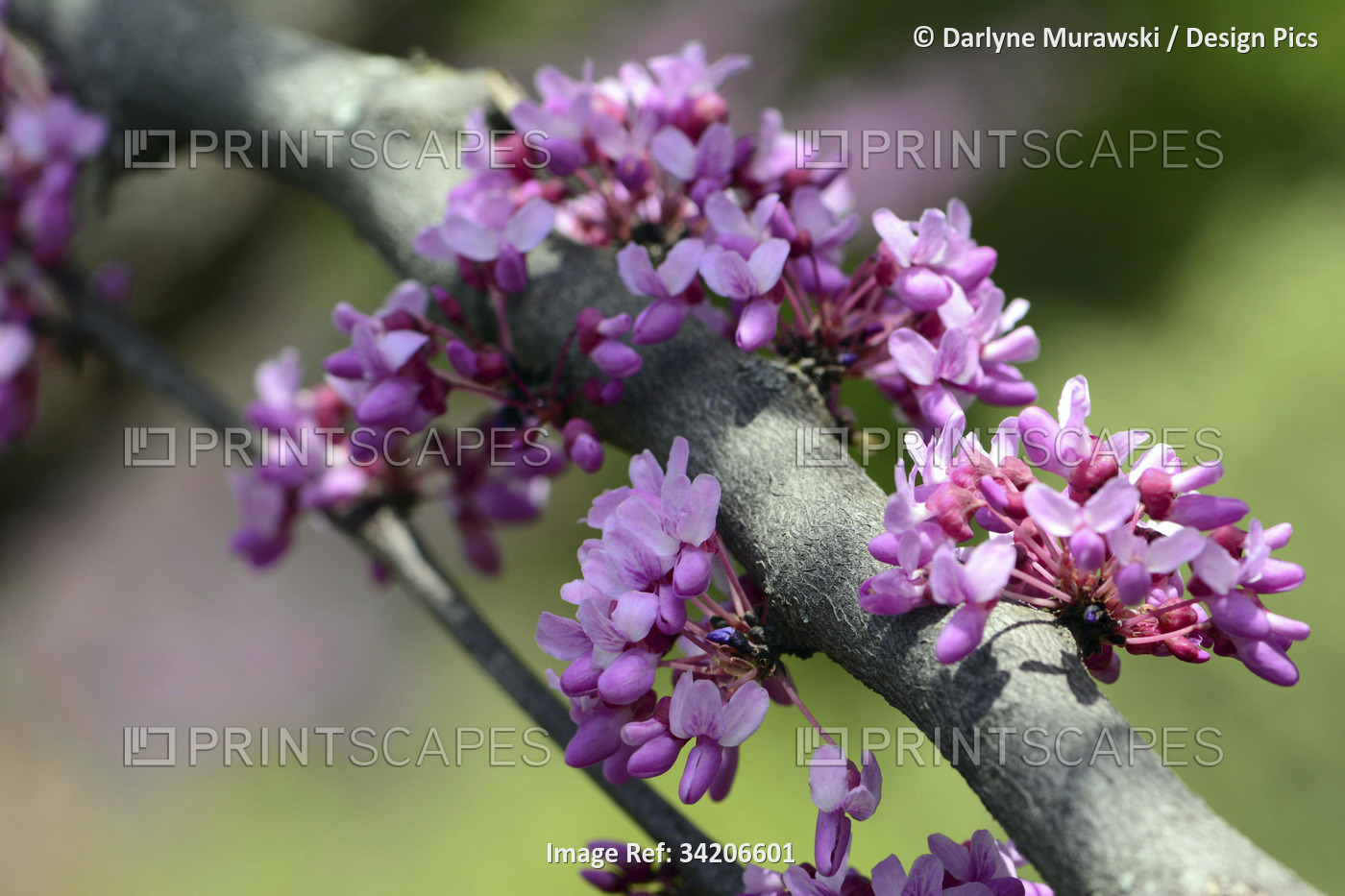 Close up of the cauliflorous flowers of an Afghan redbud tree, Cercis ...