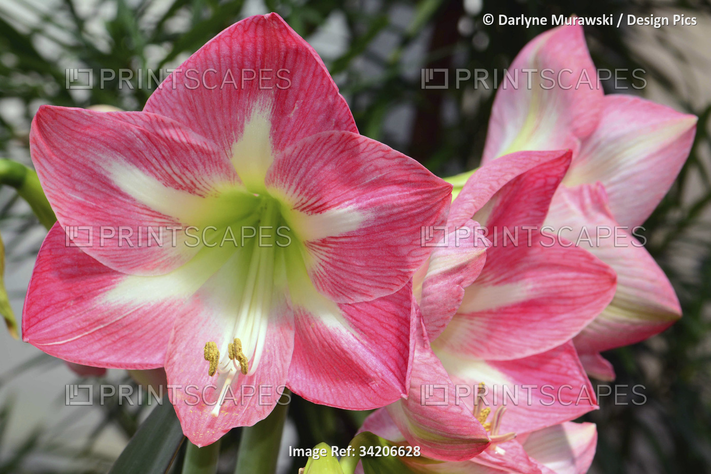 Close up of a cluster of pink Asiatic lilies.; Wellesley, Massachusetts.