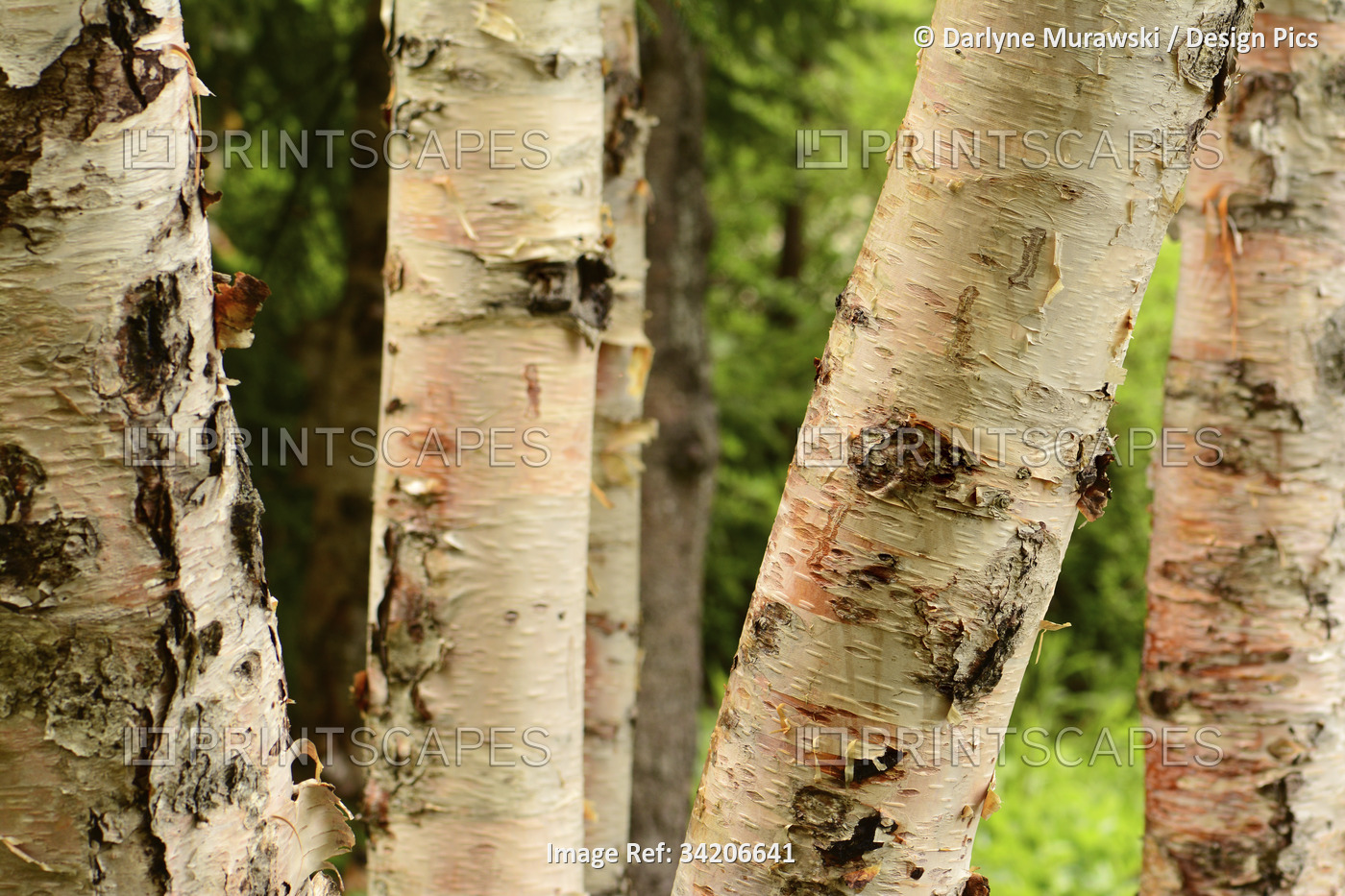 Yellow birch tree trunks, Betula alleghaniensis, in Fundy National Park.; Alma, ...
