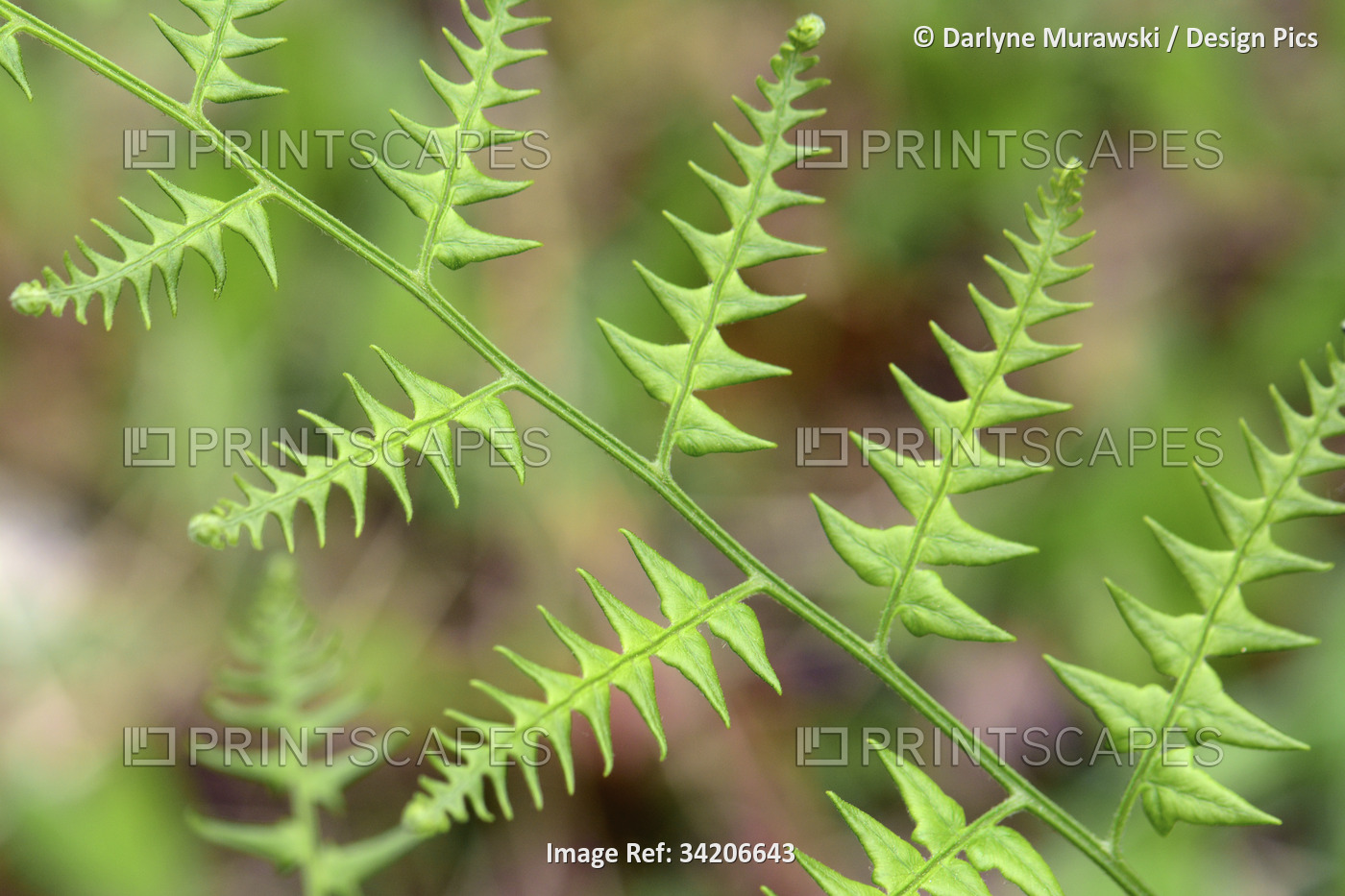 Close up of unfurling fern fronds, possibly Osmunda species.; Clyburn Valley, ...